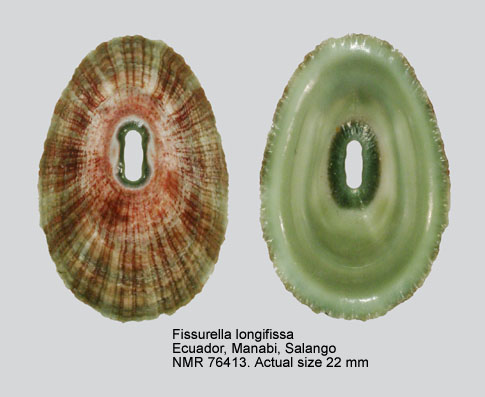 Fissurella longifissa.jpg - Fissurella longifissaG.B.Sowerby,1863